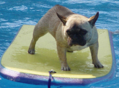Reese, our Frenchie!